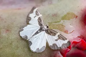Clouded: Clouded Border Moth - Norfolk UK