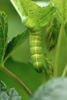 Clouded: Clouded drab moth Caterpillar