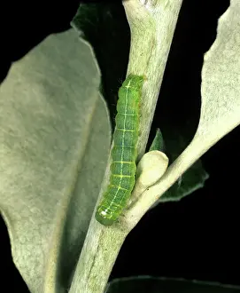 Clouded: Clouded drab moth caterpillar