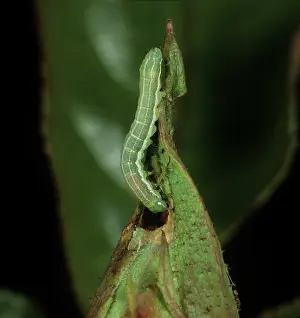 Clouded: Clouded drab moth caterpillar