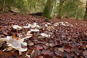 Funnel: Clouded Funnel - in fairy ring in old beech woodland