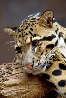 Neofelis: CLOUDED LEOPARD - close up of face