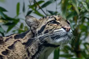 Found: CLOUDED LEOPARD (Neofelis nebulosa). Found in Indochina