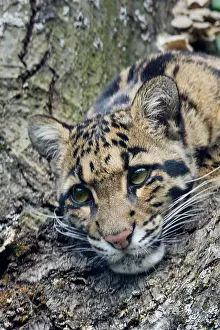 Found: CLOUDED LEOPARD (Neofelis nebulosa). Found in Indochina