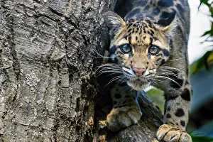 Found: CLOUDED LEOPARD (Neofelis nebulosa). Found in Indochina