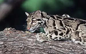 Leopards: Clouded LEOPARD - side on, climbing along log