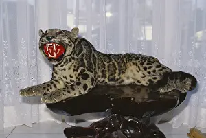 Poaching: Clouded Leopard (Poaching)