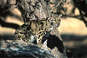 Clouded: Clouded LEOPARD - sits on tree
