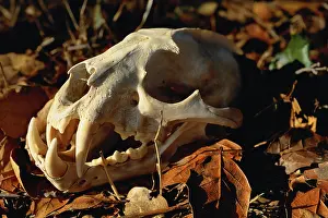 Clouded: Clouded Leopard skull