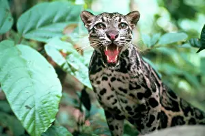 Stare: Clouded LEOPARD - snarling
