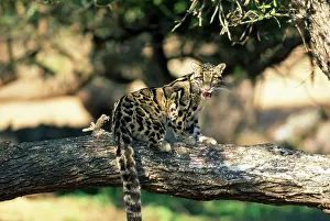 Neofelis: Clouded Leopard - on tree licking lips