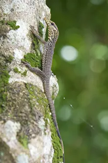 Bengalensis: Clouded Monitor