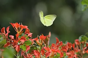 Colias: Clouded Sulphur Butterfly / Common Sulphur - flying