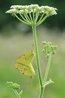 Colias: Clouded Yellow
