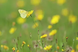 Colias: Clouded Yellow