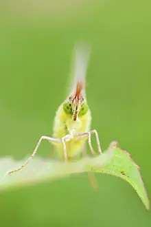 Colias: Clouded Yellow