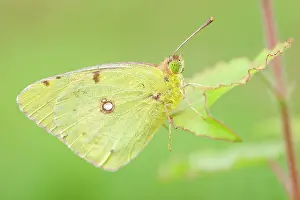Colias: Clouded Yellow