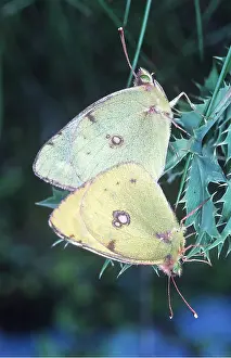 Clouded: Clouded Yellow Butterflies
