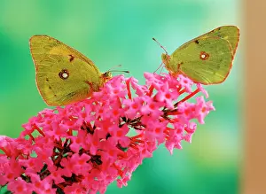 Colias: Clouded Yellow Butterflies - two on pink Buddleia