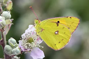 Brambles: Clouded Yellow Butterfly - on bramble