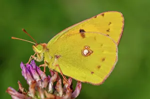 Grand: Clouded Yellow butterfly (Colias crocea) resting