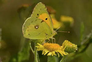 Migrating: Clouded Yellow Butterfly - feeding on Fleabane