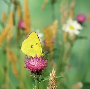 Colias: Clouded Yellow Butterfly - male