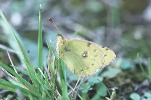 Clouded: Clouded Yellow Butterfly - resting on grass, side view