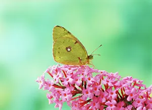 Colias: Clouded yellow Butterfly - side view, on Buddleia flower