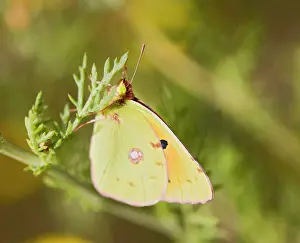 Colias: Clouded Yellow - on flower