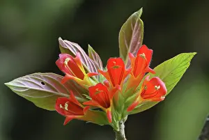 Cloudforest: Cloudforest flower
