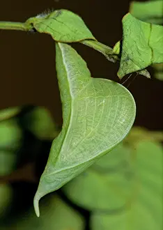 Pupae: Cloudless Sulfur chrysalis