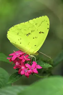 Phoebis: Cloudless Sulphur Butterfly