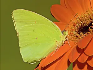 Sulfur: Cloudless Sulphur Butterfly