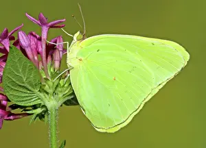 Sulfur: Cloudless Sulphur Butterfly