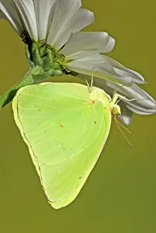 Sulfur: Cloudless Sulphur Butterfly