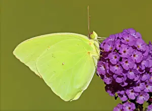 Sulfur: Cloudless Sulphur Butterfly
