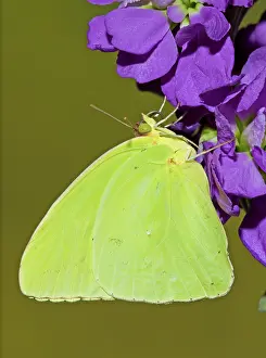 Sulfur: Cloudless Sulphur Butterfly