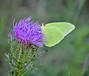 Sulfur: Cloudless Sulphur Butterfly