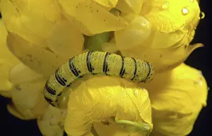 Sulfur: Cloudless Sulphur Caterpillar