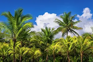 Lush: Clouds over coconut palms at Playa Matapalo, Puntarenas