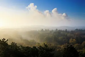 Duinreservaat: Clouds and mist at mixed forest with deciduous and coniferous trees with autumn colors