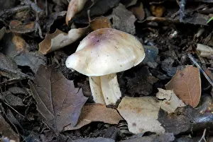 Clitocybe: Cloudy Clitocybe Mushroom