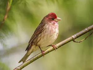 Branches: A clourful male Purple Finch (Haemorhous purpureus) perched on a branch