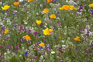 Cumbria: Clourful wildflowers in Sizergh gardens, Cumbria