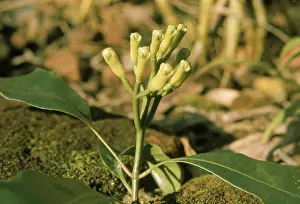 Ceylon: Clove Flowers