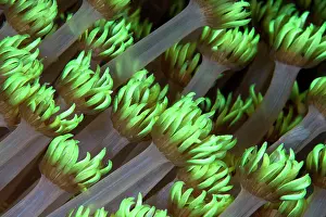 Polyps: Clove Polyps