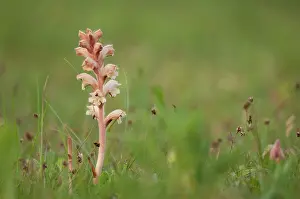 Scented: Clove-scented broomrape
