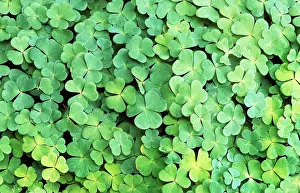 Clovers: Clover