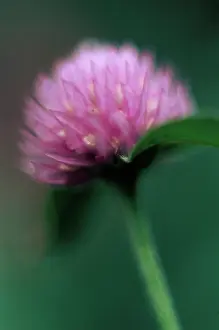 Pratense: Clover